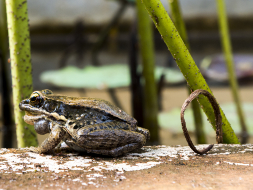 Frog